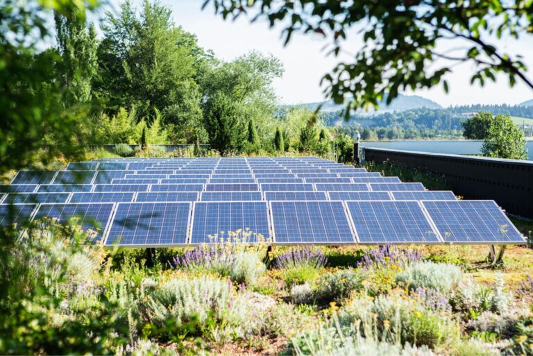 Solarmodule auf Gründach