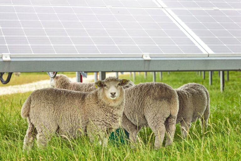 Ein Schaf unter einer Solarzelle